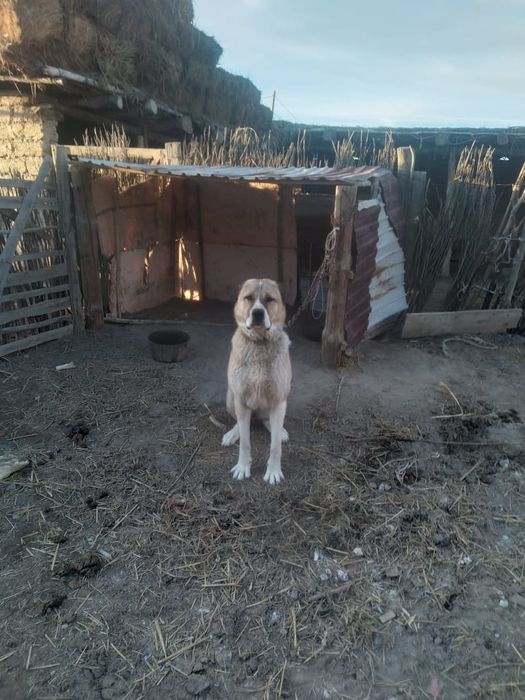 Казакы тобед ит сатылады