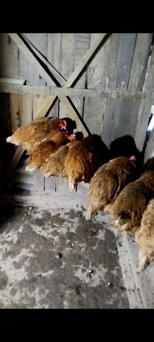 Продам или обменяю