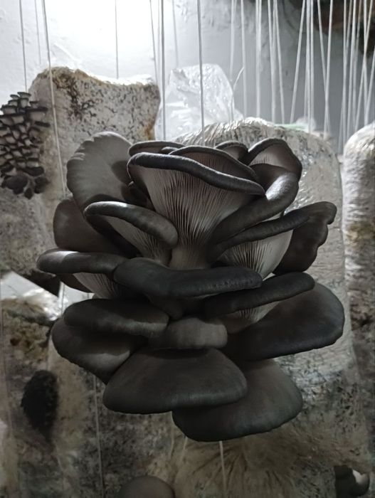 Семена Грибов Вешинки. Ка 17