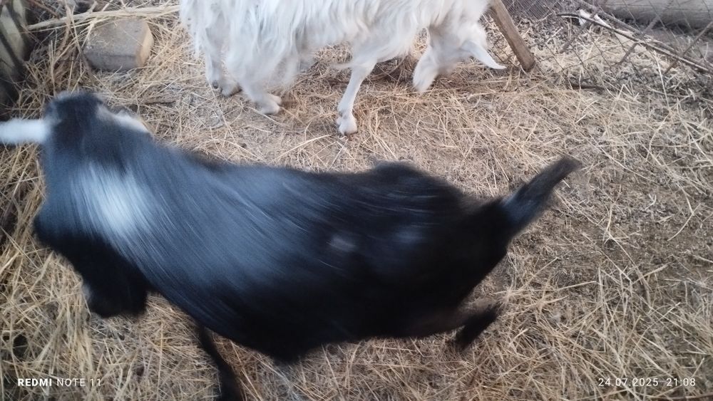 Теке альпийская.