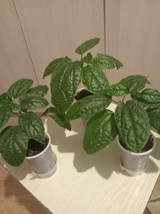 Продам комнатные растения