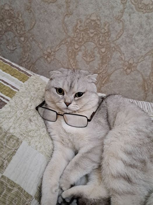 Кот породистый вислоухий