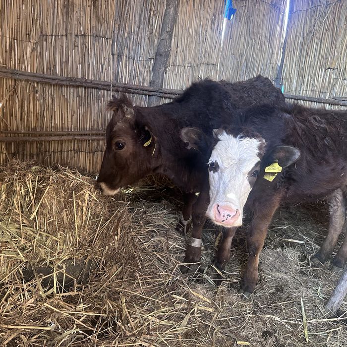 Телки 2еу сатылад