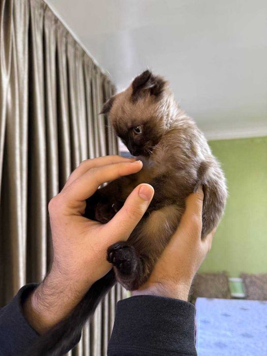 Котенок метис сиамской и скотиш фолд породы