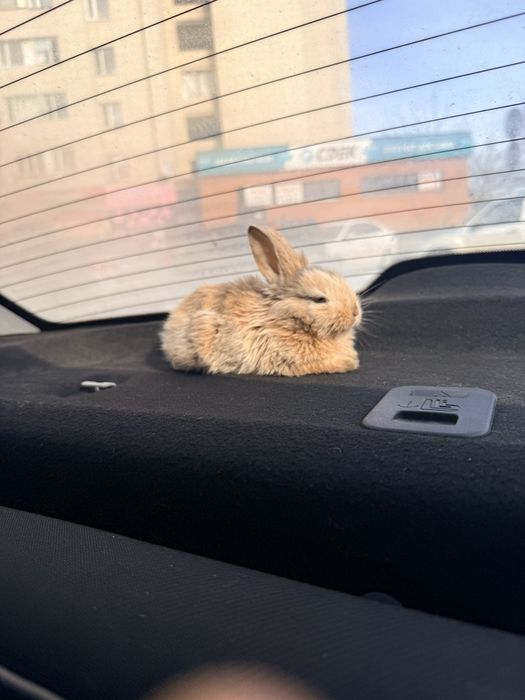 Кролик с клеткой