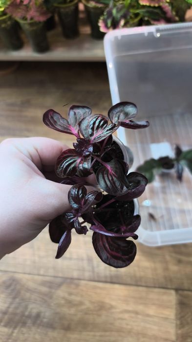 Продам комнатные цветы