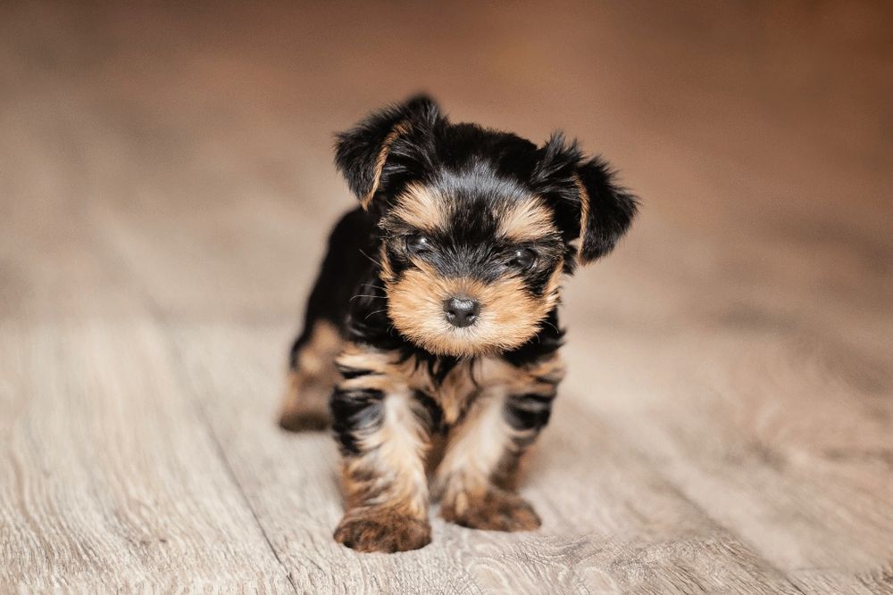 Продам щенков Йориков