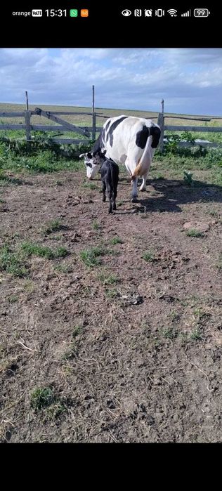 Vaca de lapte cu vitel