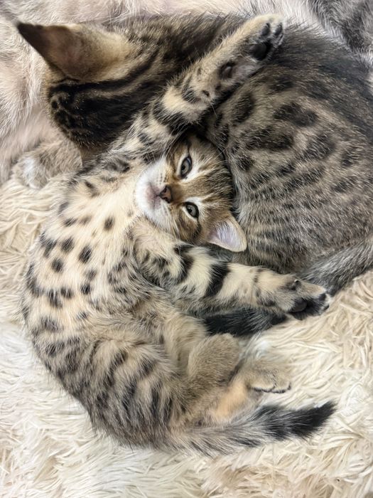 Американский котик