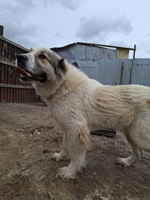 Продам алабая девочка