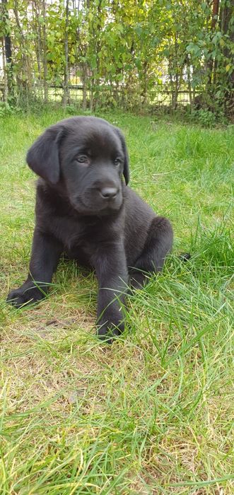 Labrador Retriever pedigree