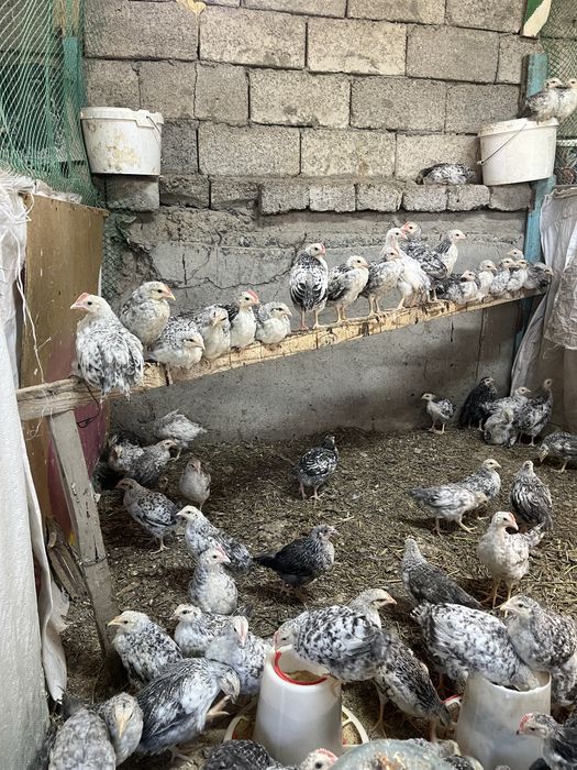 барковская балапандар