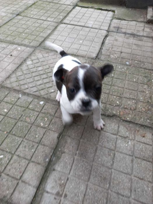 Френски Джак  ръсел