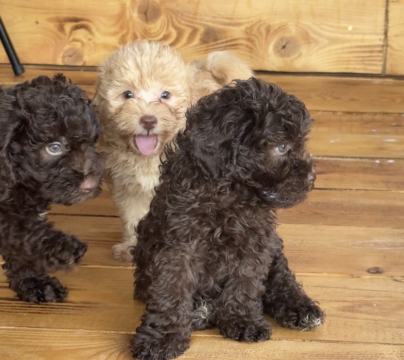 Мини пудел Mini poodle