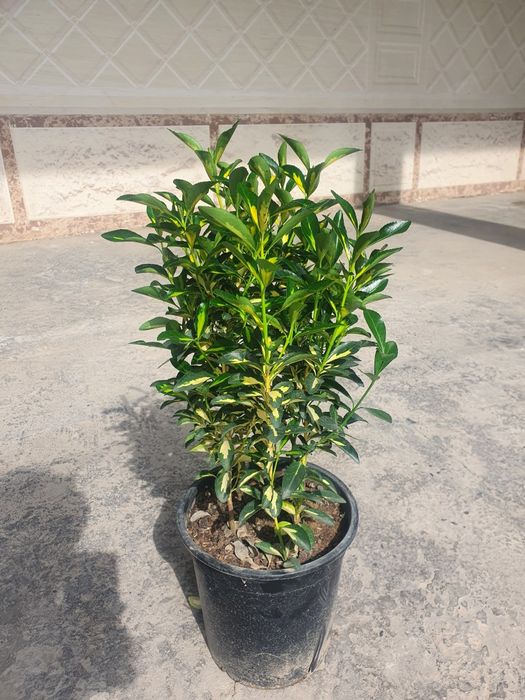 Kustarnik - Enomius Japonica