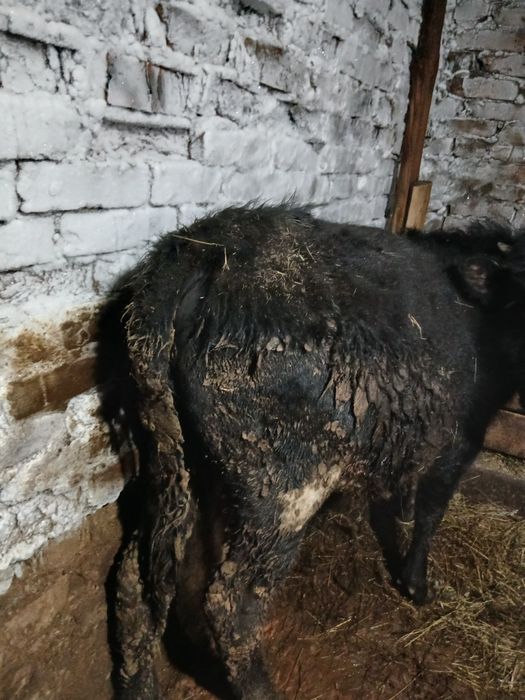 Продам молодняк.