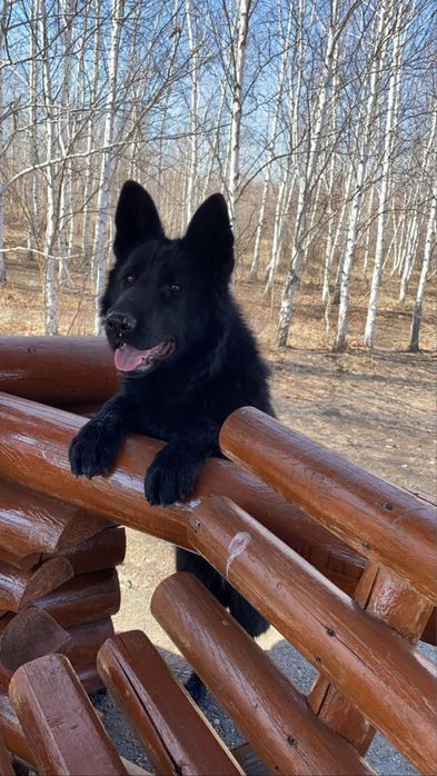 Немецкая овчарка