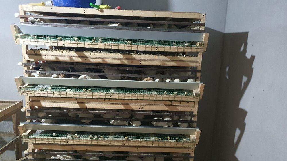 Ок белый гигант бедана ва тухумлари.