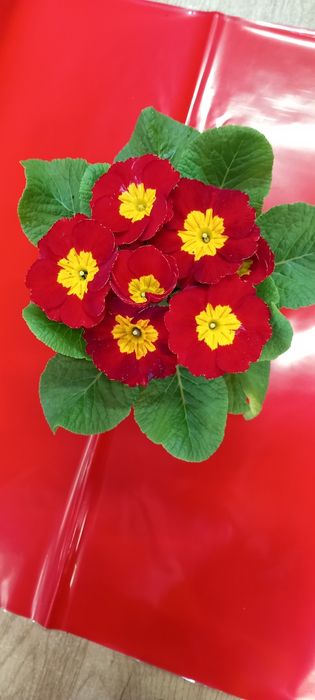 Иглика -многогодишна