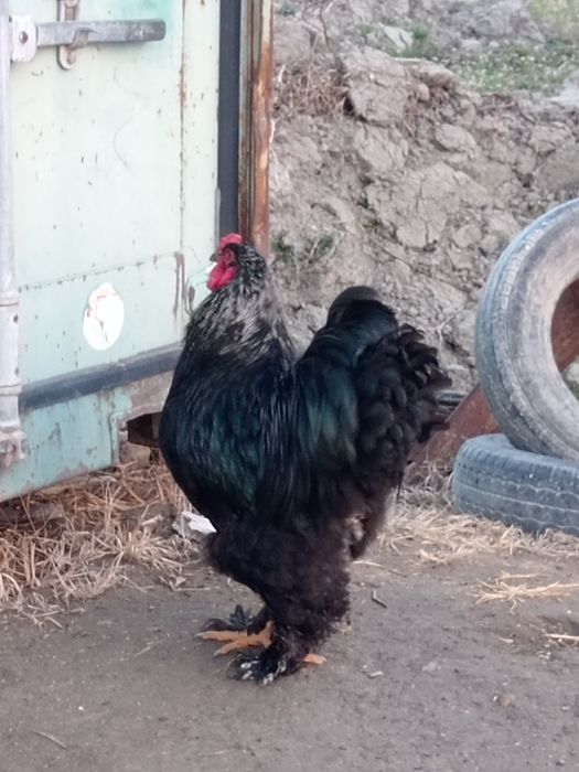 Кора брама хуроз