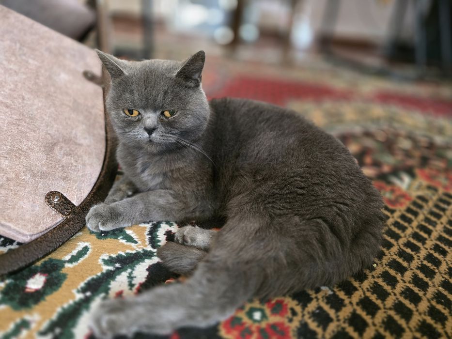 Продаётся кошка British Shorthair