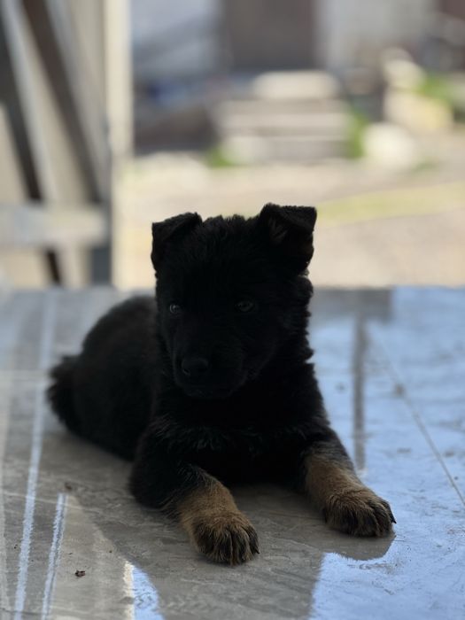 Немецки овчарка