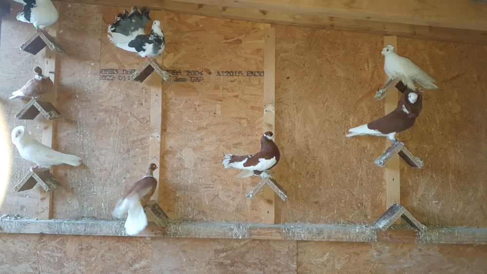 Vând porumbei ornament mai multe rase