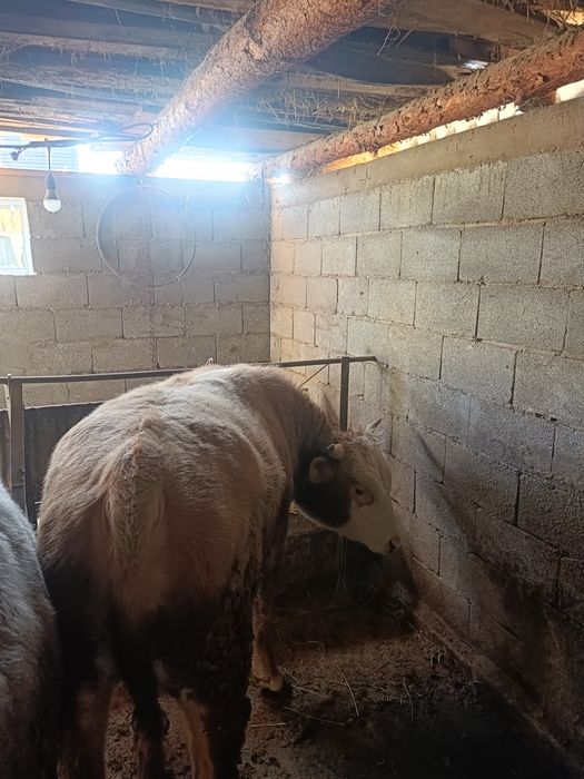 Продам бычков 3 головы