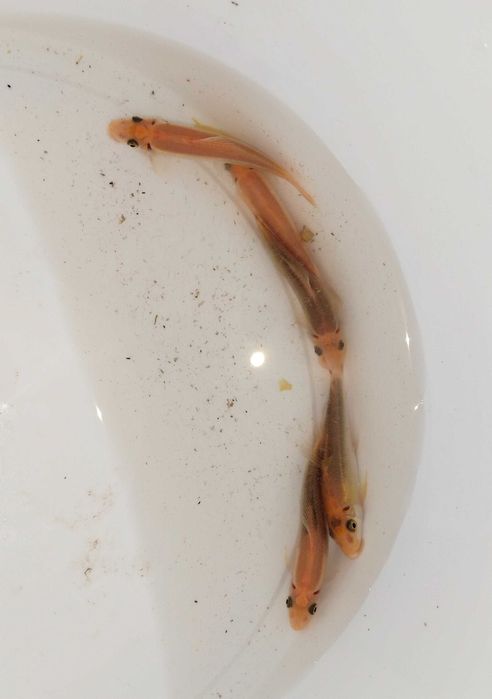 Гиринохейлус аквариумные рыбки