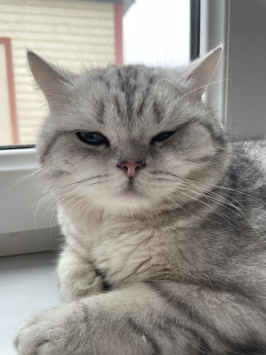 Mushuk sotiladi juda aqillik