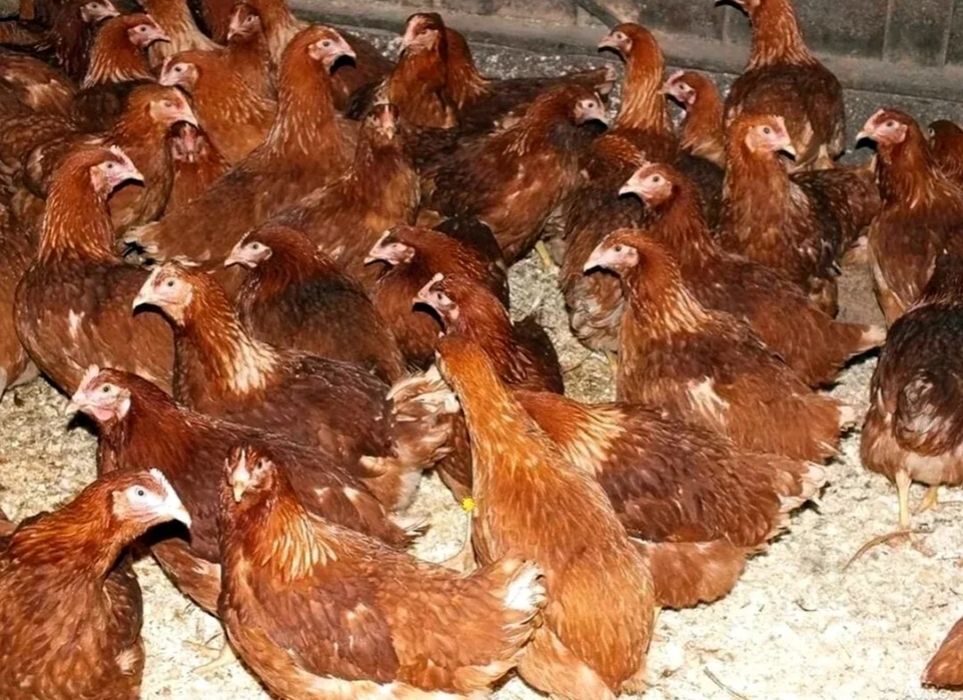 Куры для курочки,тауык,