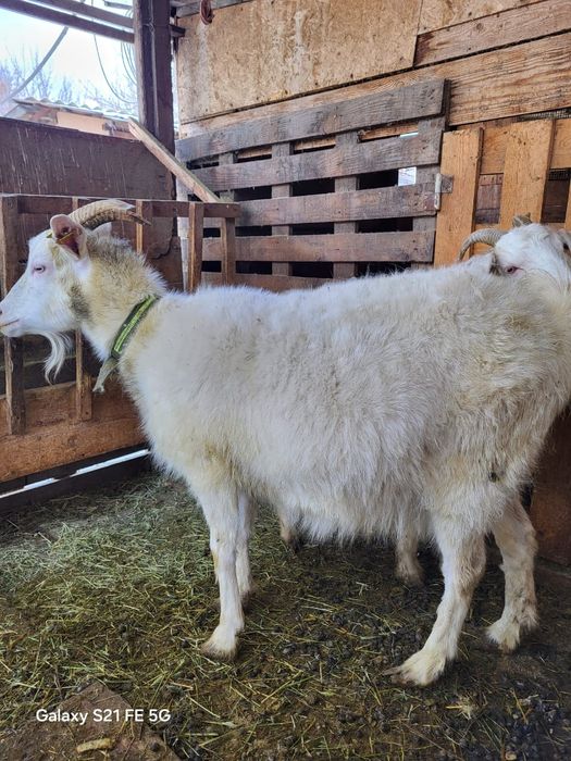 Заненская коза окотная