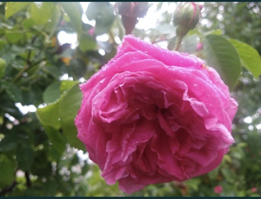Trandafiri pentru dulceață