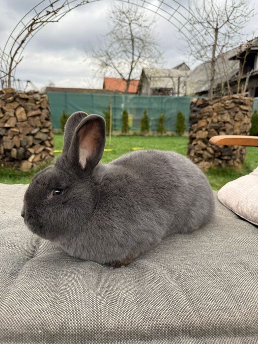 Iepuri albastru vienez