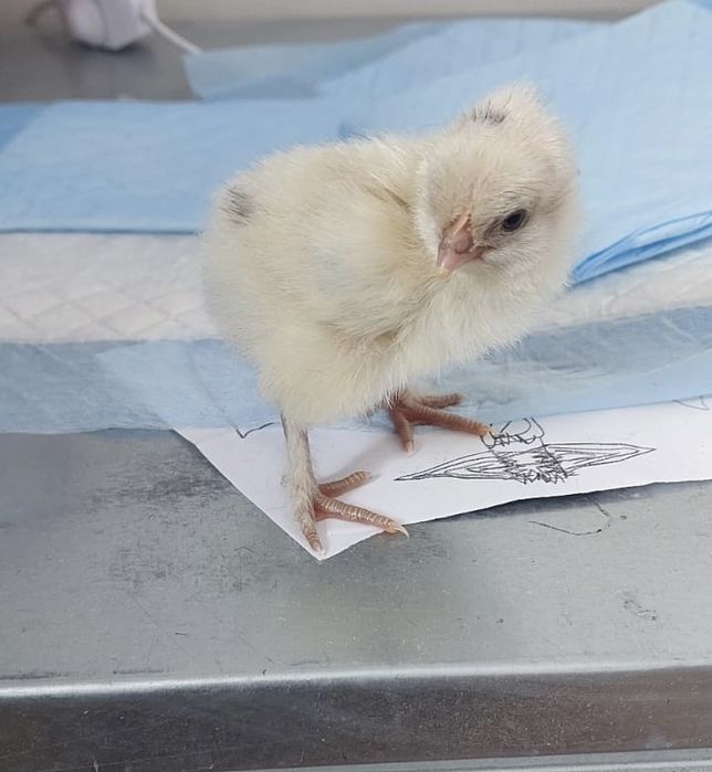 Цыплята домашние