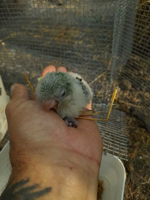 Продавам ръчно хранени монаси