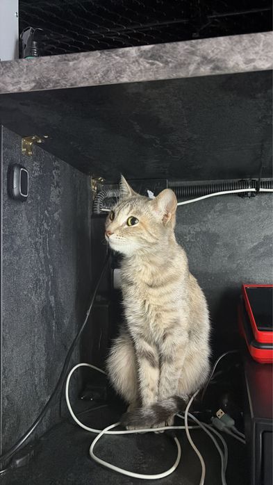 Милый котик ищет своего хозяина