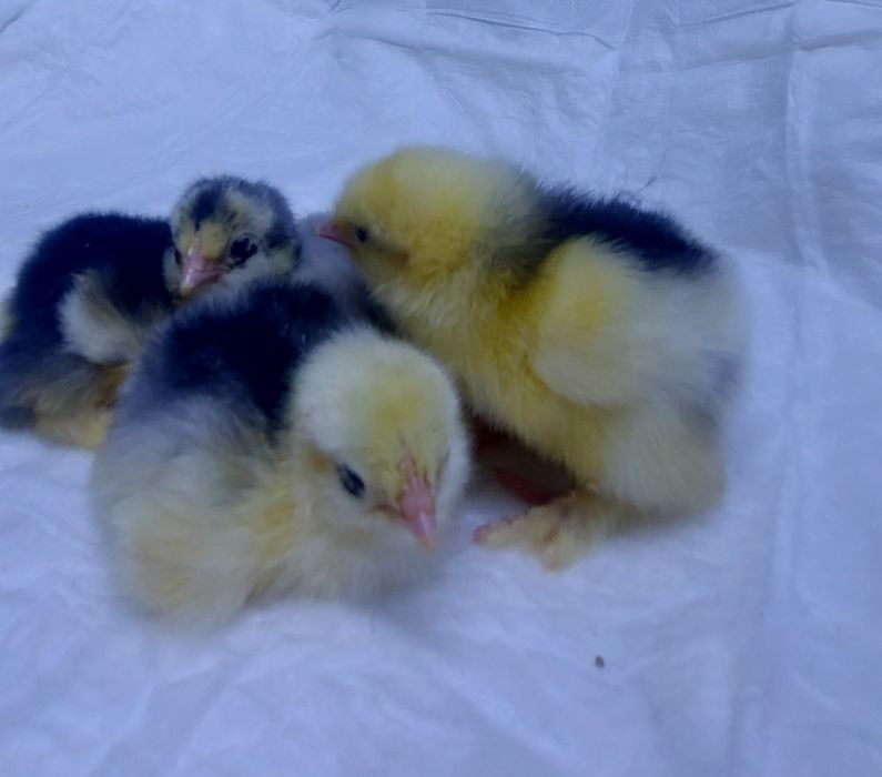 Цыплята кохинхины голубые