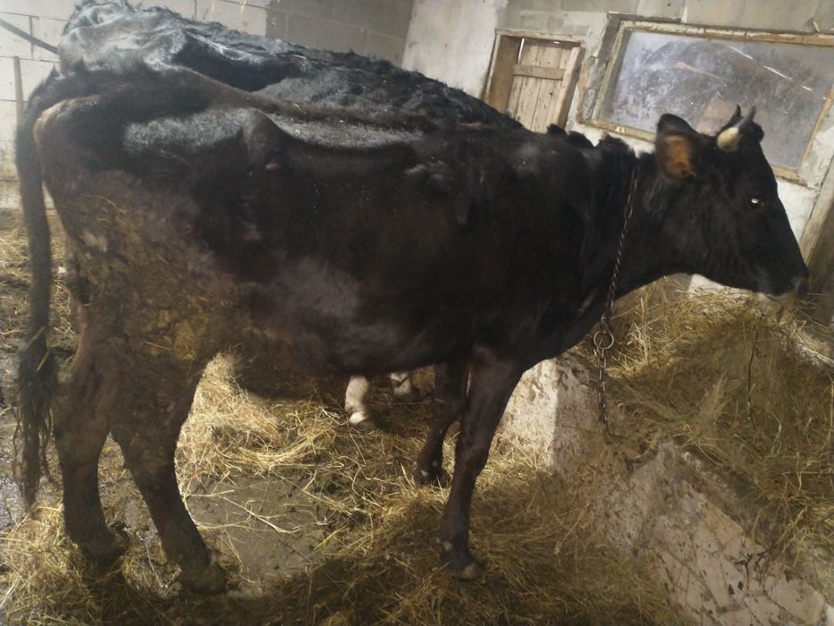 Junca bruna de Maramureș