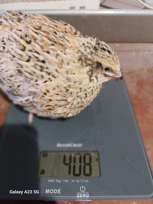 Prepelițe gigant polar, japoneze și jumbo gold