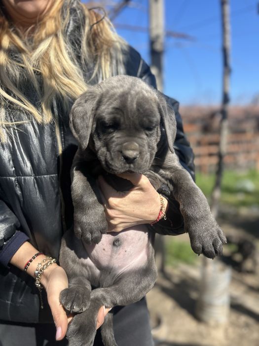 Продавам Кане Корсо на два месеца с ваксини и паспорти