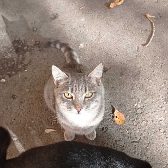 Красавчики котики ищут дом.