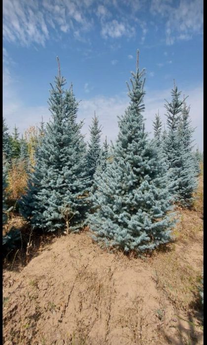 Газон ель озеленение