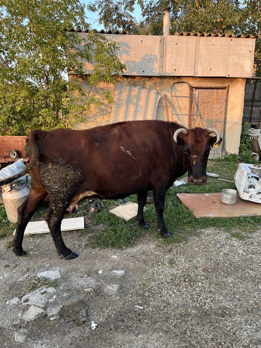 Продам корову