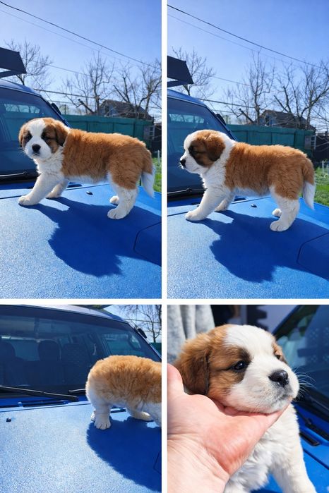 ЩЕНКИ Сербернар Осталась девочка Мальчик