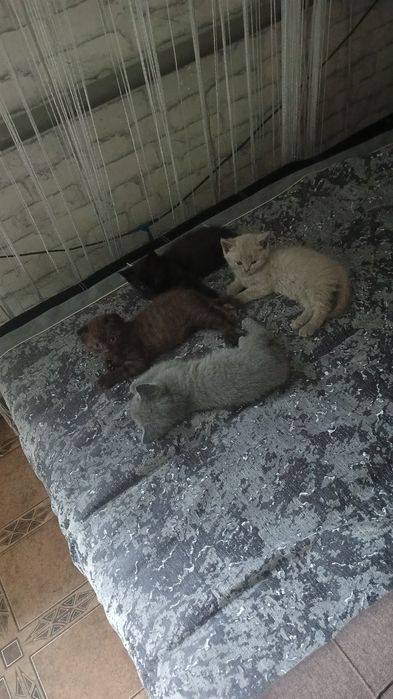 Котенок скотиш стрейд