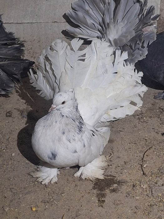 Fazani argintii și voltati indieni