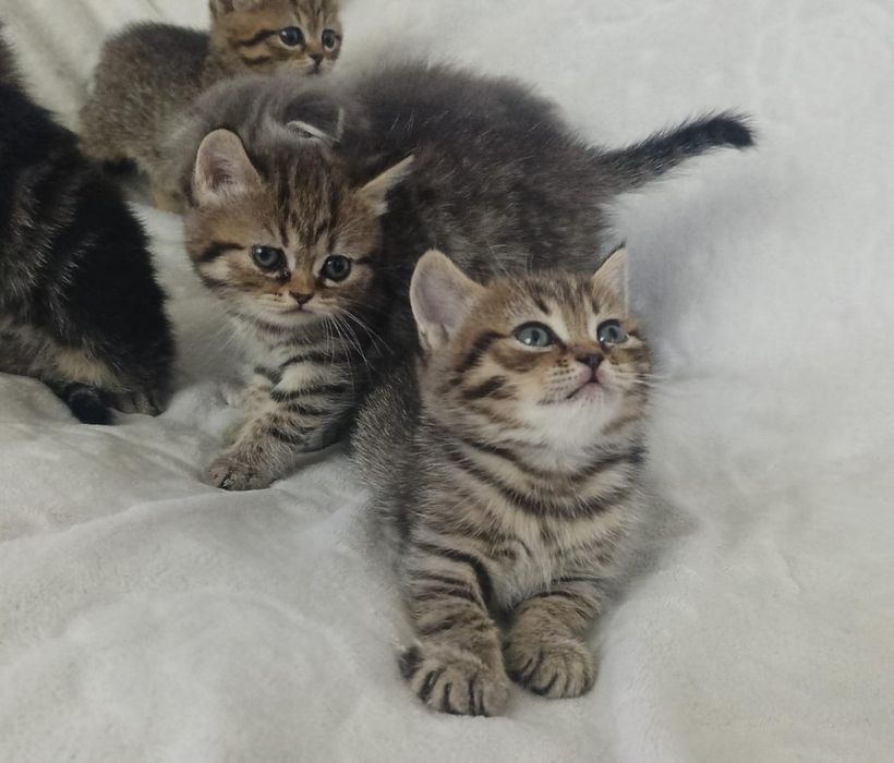 Продам шотландских котят