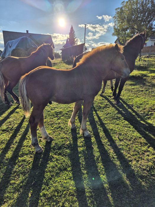 De doi minji ,preț negociabil