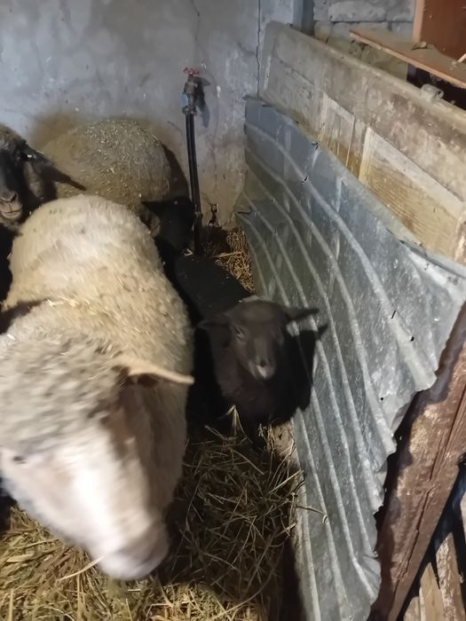 Oi fatate si gestante